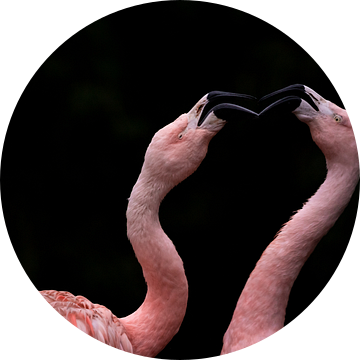 Twee vechtende flamingo's tegen een vage achtergrond van Fotos by Jan Wehnert