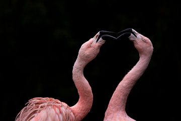 Zwei kämpfende Flamingos vor einem Schwazen Hintergrund von Fotos by Jan Wehnert