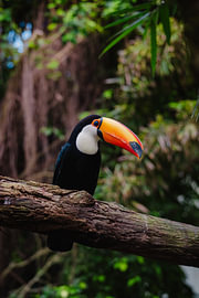 Colourful Toucan by Lara van der Puij