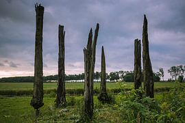 Peat oak trees in Holland