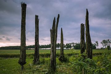 Peat oak trees in Holland von Jan van der Vlies