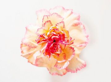 Gerbera blanc sur Wunderlust fotografie