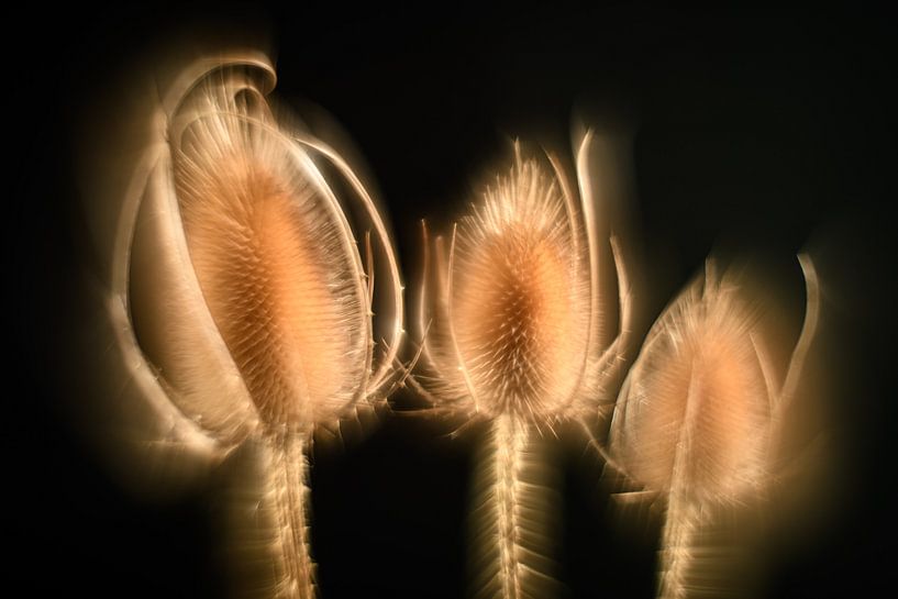 Kaardebollen rayonnant. par Gerry van Roosmalen