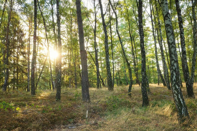 Veluwe - Posbank (Netherlands) by Marcel Kerdijk