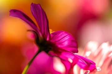 Die schöne magentafarbene Blume von elma maaskant