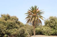 Palm tree in Gran Canaria Spain