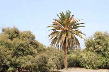 Palmboom in Gran Canaria Spanje van Marvin Taschik