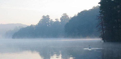 Swan Lake Tranquility