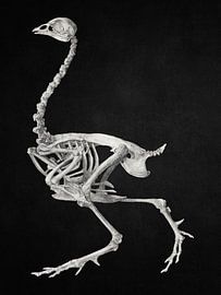 Fowl Skeleton by Marja van den Hurk