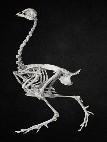 Fowl Skeleton