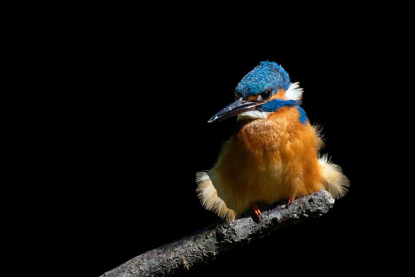 Kingfisher lowkey by Jasper Kok