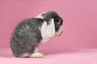 Cute mini-lop rabbit on pink background