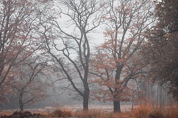 Herfst van Nancy van Verseveld