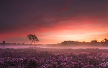 Sonnenaufgang Kalmthoutse Heide von Dion van den Boom