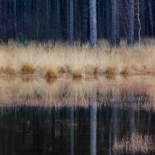 Stille Wasserlinie – Spiegelnde Landschaft