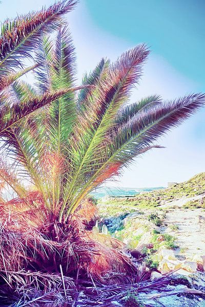 Palm landscape by FRESH Fine Art