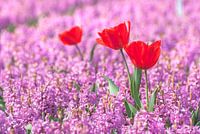 ThreeRedTulips