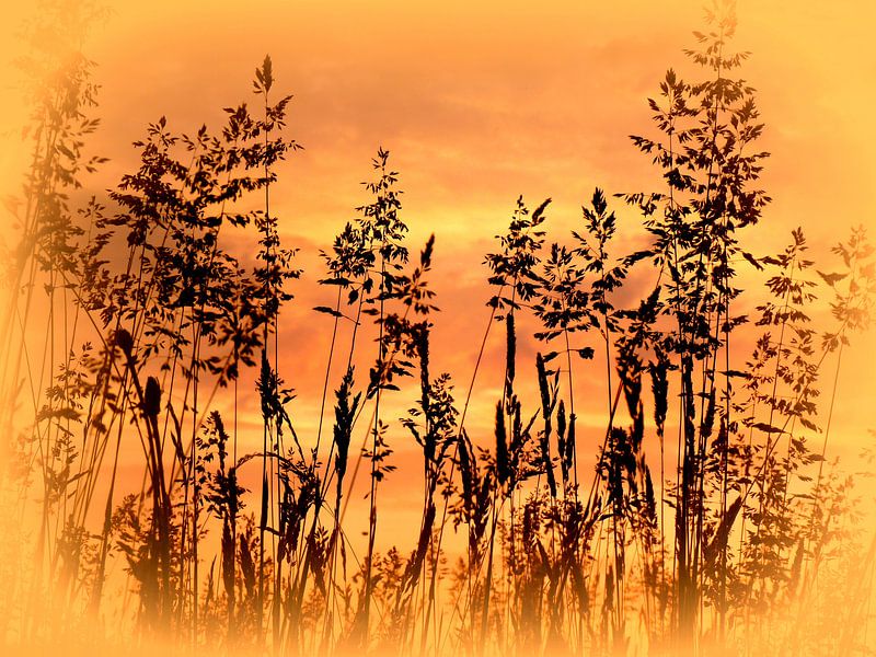 Geflüster im Gras by Heidrun Carola Herrmann