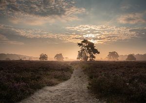 Heidekrautlandschaft bei Sonnenaufgang