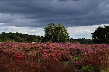 Heide onder dreigende lucht van Joard van den Ende