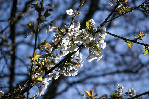 Kirschblüte genießt das Sonnenlicht