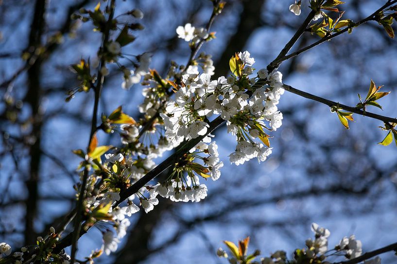 Kirschblüte genießt das Sonnenlicht von Maxwell Pels