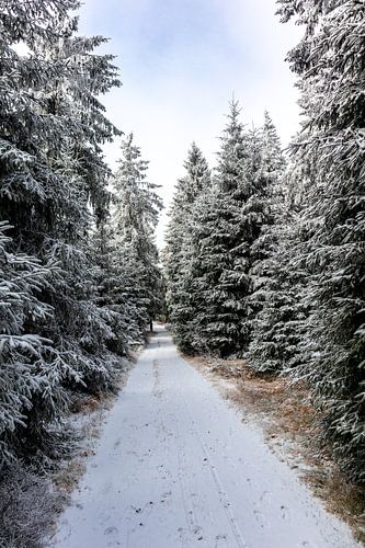 Beau paysage hivernal sur les hauteurs de la forêt de Thuringe