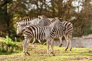 Zebra von Saartje Lommelen