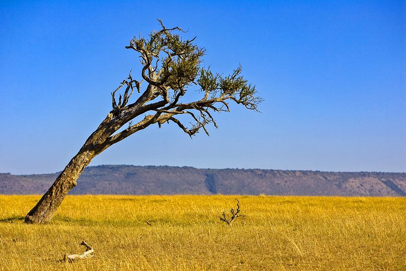 Masai Mara von Peter Michel