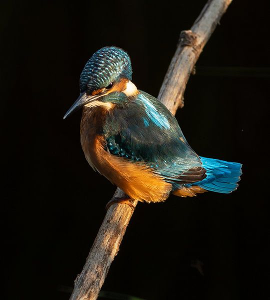 Kingfisher. by Wouter Van der Zwan