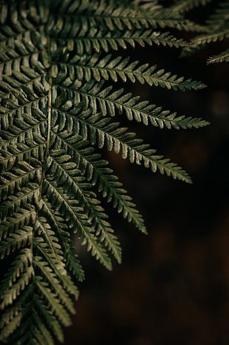 Varen in het avondzonnetje