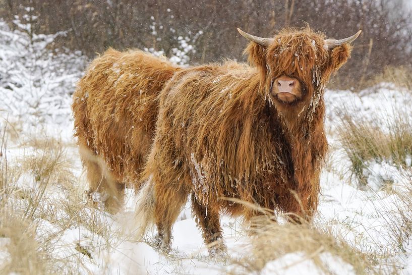 Schottischer Highlander im Schnee von Dirk van Egmond