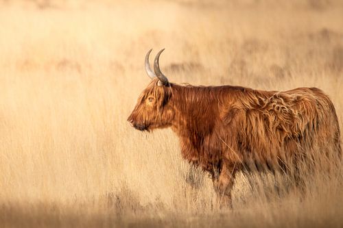Schotse hooglander in avondlicht