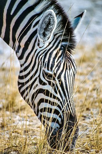 Grazende Zebra
