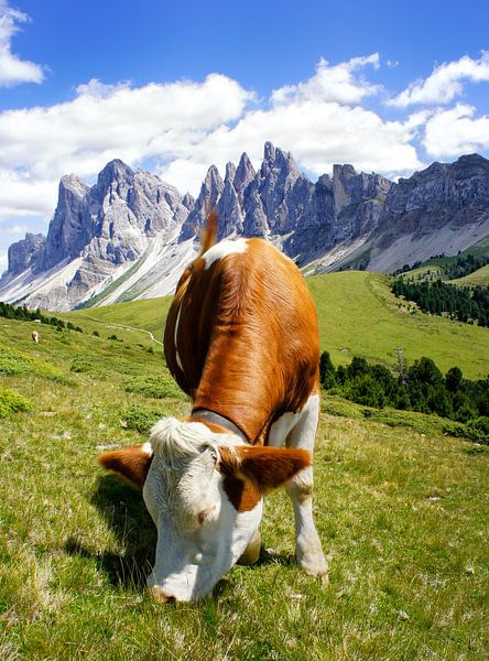 Zuid-Tiroler koe op het weiland van Martina Weidner