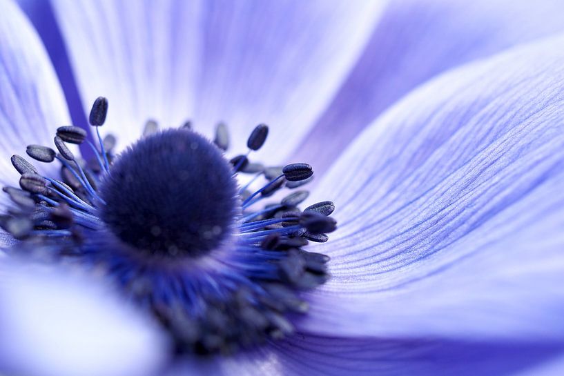 Close-up of an Anemone coronaria "Mr. Fokker" .  par Astrid Brouwers