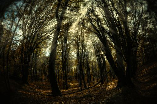 Into the woods van Nanouk el Gamal - Wijchers (Photonook)