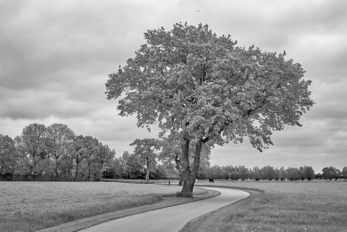 Chemin à travers les prairies en monochrome