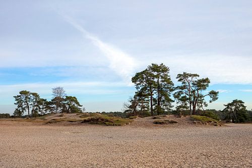 Rangée d'arbres dans les dunes