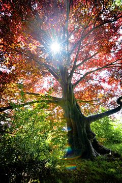 Sun through a beautiful old red beech tree