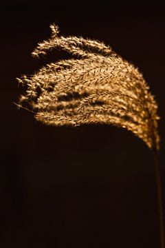 Rietpluim in goud zonlicht van Mayra Fotografie