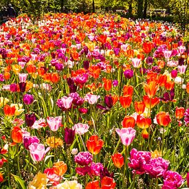 Colorful tulips  by Alex van Doorn