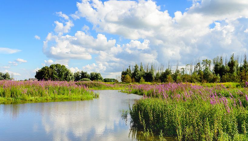 Kleurige bloeiende planten in een natuurgebied. van Ruud Morijn