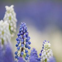 blauwe en witte druifjes