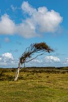 Texel