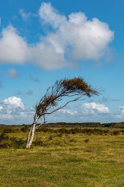 Texel by E. Ruis