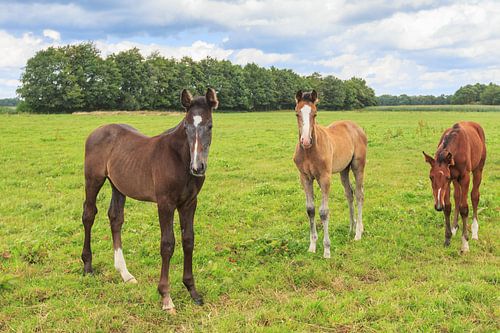 Drie veulens in een Drentse weide