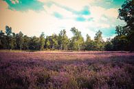 Heide in bloei van Dirk Smit thumbnail