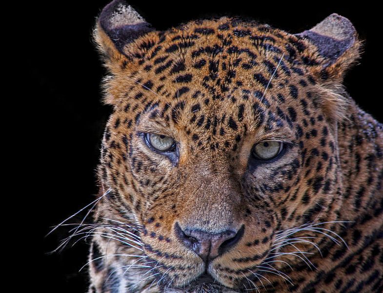 Leopard, Panther. Große Katze von Gert Hilbink