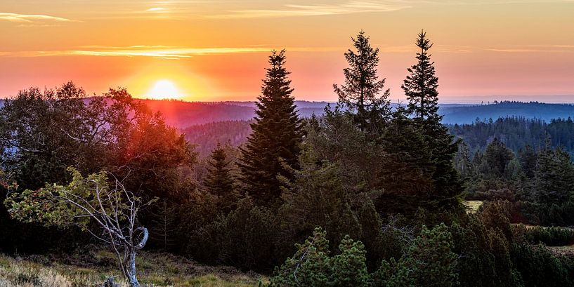 Sonnenaufgang  im Nationalpark Schwarzwald von Werner Dieterich